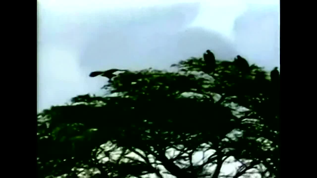 Thumbnail image for The Snows of Kilimanjaro